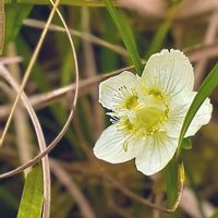 ウメバチソウ,野の花,スマホ撮影,♡今日のお花♡,山野草の画像