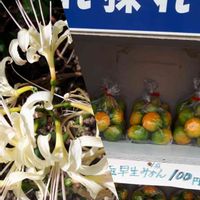 saorin,コラージュ仲間達,秋ですね♪,GS3年生,彼岸花の画像