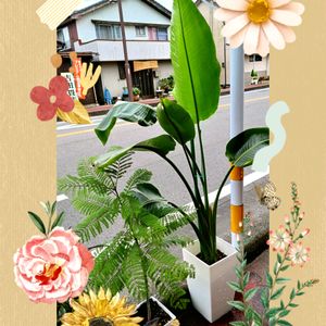 温泉県大分♨️,観葉植物,緑のある暮らし,巨大化,鉢植えの画像