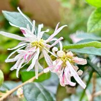トキワマンサク,トキワマンサク 花まつり,スマホ撮影,庭に咲く花,我が家の花達の画像