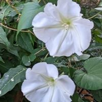 ヨルガオ,白い花,食用,季節を楽しむ,白い水曜日♡の画像
