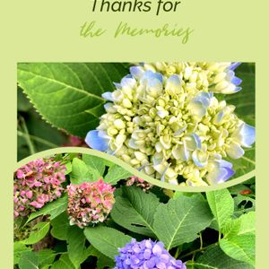 ☆携帯撮影☆,よい 1日を,紫陽花 アジサイ あじさい,花のある暮らし,北海道の画像