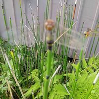 トクサ,雲が流れ・・・,花葉蕾の画像
