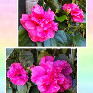 ハイビスカス 八重咲き オレンジ,元気パワー,ハイビスカス「アドニス・ダブルピンク」,冬越しぐみ,玄関の画像