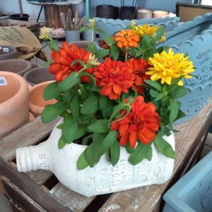 よく咲くジニア,ジニア,植物のある暮らし,ピンクの花,寄せ植えの画像