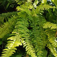 ネフロレピス,ネフロレピスハッピーマーブル,観葉植物,シダ植物,植物のある暮らしの画像