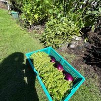 シソの実,とろとろステーキなす,育てる喜び,自然暮らしモニター,植物のある暮らしの画像