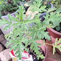 多肉植物,挑戦,家庭菜園,蚊連草〜,ばぁばの花の画像