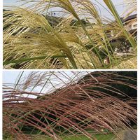 ススキ,山野草,農道脇の画像
