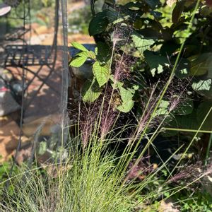 ミューレンベルギア カピラリス,フェスツカグラウカ,寄せ植え,お花のある暮らし,鉢植えの画像