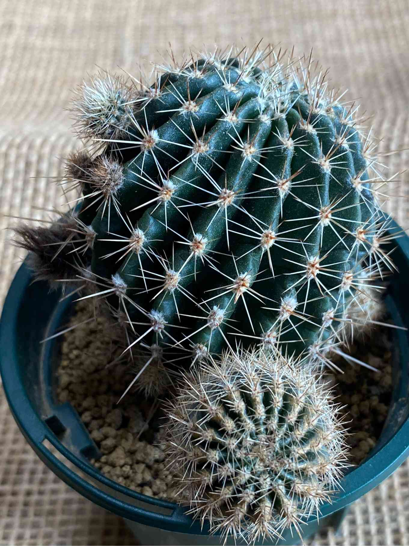 ロビプシスの一覧｜🍀GreenSnap（グリーンスナップ）