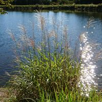 ススキ,南アルプス遠望,チーム長野,湖の風景,戦争反対の画像