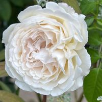 パブロワ,バラ　パブロワ,バラ,薔薇,開花の画像