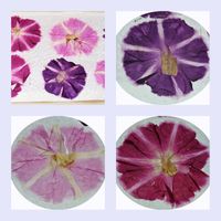 あさがお押し花,支柱立て,緑のカーテン,ゴーヤ♫,種まきから育てるの画像