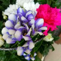 リンドウ,仏花,切り花,花いろいろ,玄関の画像