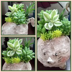 ベビーサンローズ❤︎,多肉大好き,寄せ植え,可愛い,植物はたくましいの画像