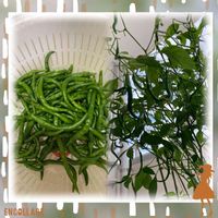 紐唐辛子,トウガラシ属,野菜 水耕栽培,水耕栽培　今日の収穫,家庭菜園の画像