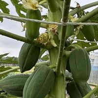 パパイヤ,おうちde菜園,野菜畑❕,家庭菜園,おうち園芸の画像