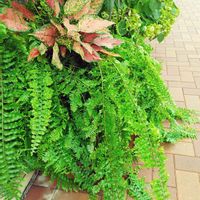 ネフロレピス,シダ,外管理,観葉植物,植物のある暮らしの画像