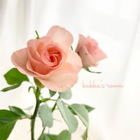 バラ,逆光,ピンクの花,水曜ローズショー,切り花を楽しむの画像