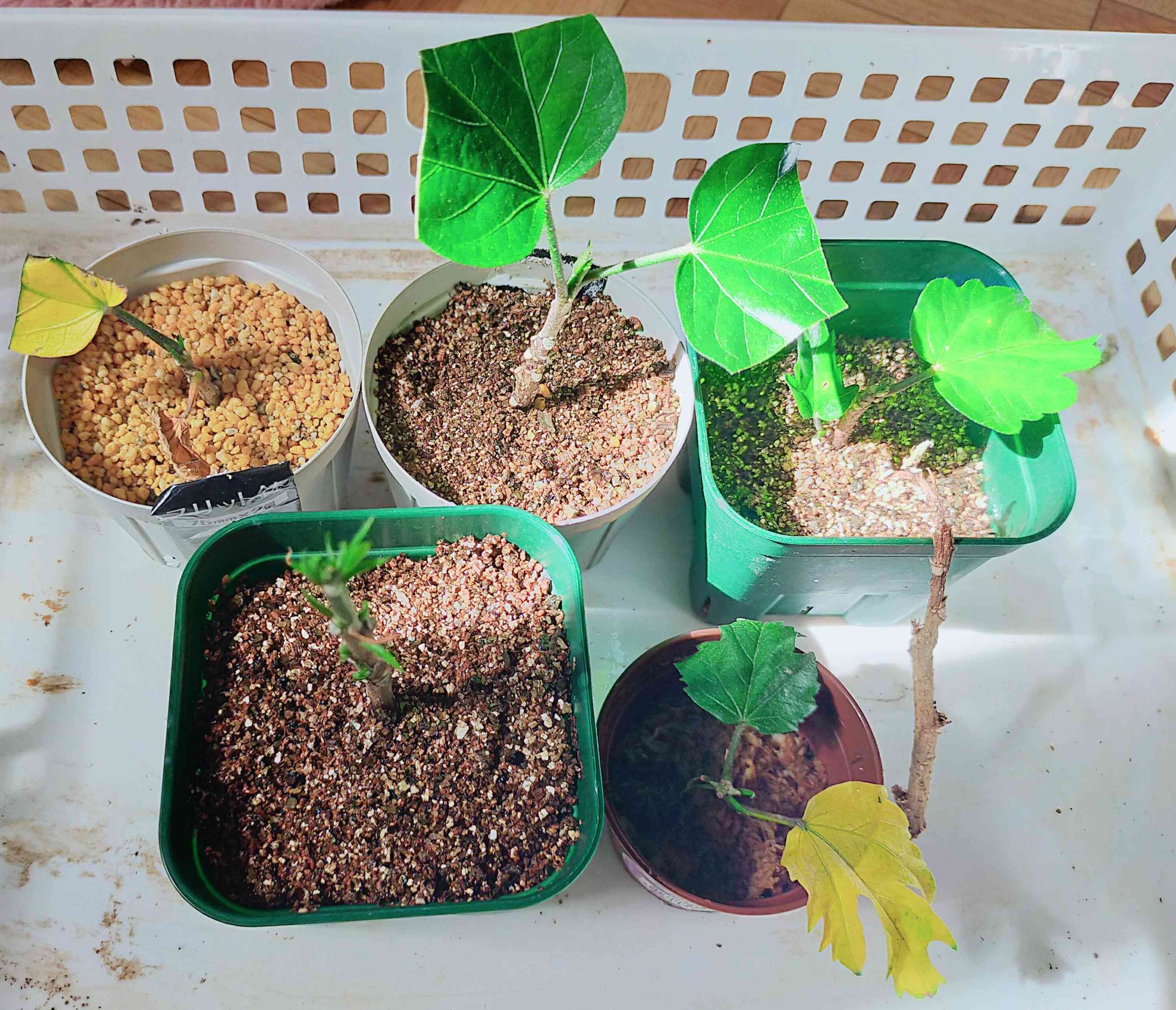 ハイビスカスの投稿画像 by ✯*・☪:.` あたまこな .·˖*✩⡱さん｜部屋