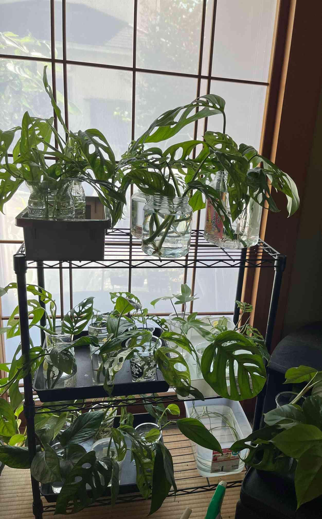 モンステラ エスケレートの一覧｜🍀GreenSnap（グリーンスナップ）