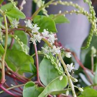 オカワカメの花♪,おうち園芸,白い水曜日♡,花友さんありがとう,GS皆様ありがとうの画像