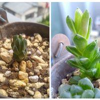 ハオルチア,多肉植物,ハオルチア属,バルコニー/ベランダの画像