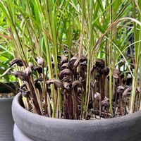 ススキ,ナンバンギセル,山野草,寄生植物,秋の七草の画像