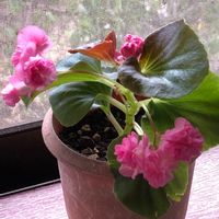 八重咲きベゴニア,ベゴニア ダブレット,鉢植え植物,ピンクの花,バッチリ！の画像