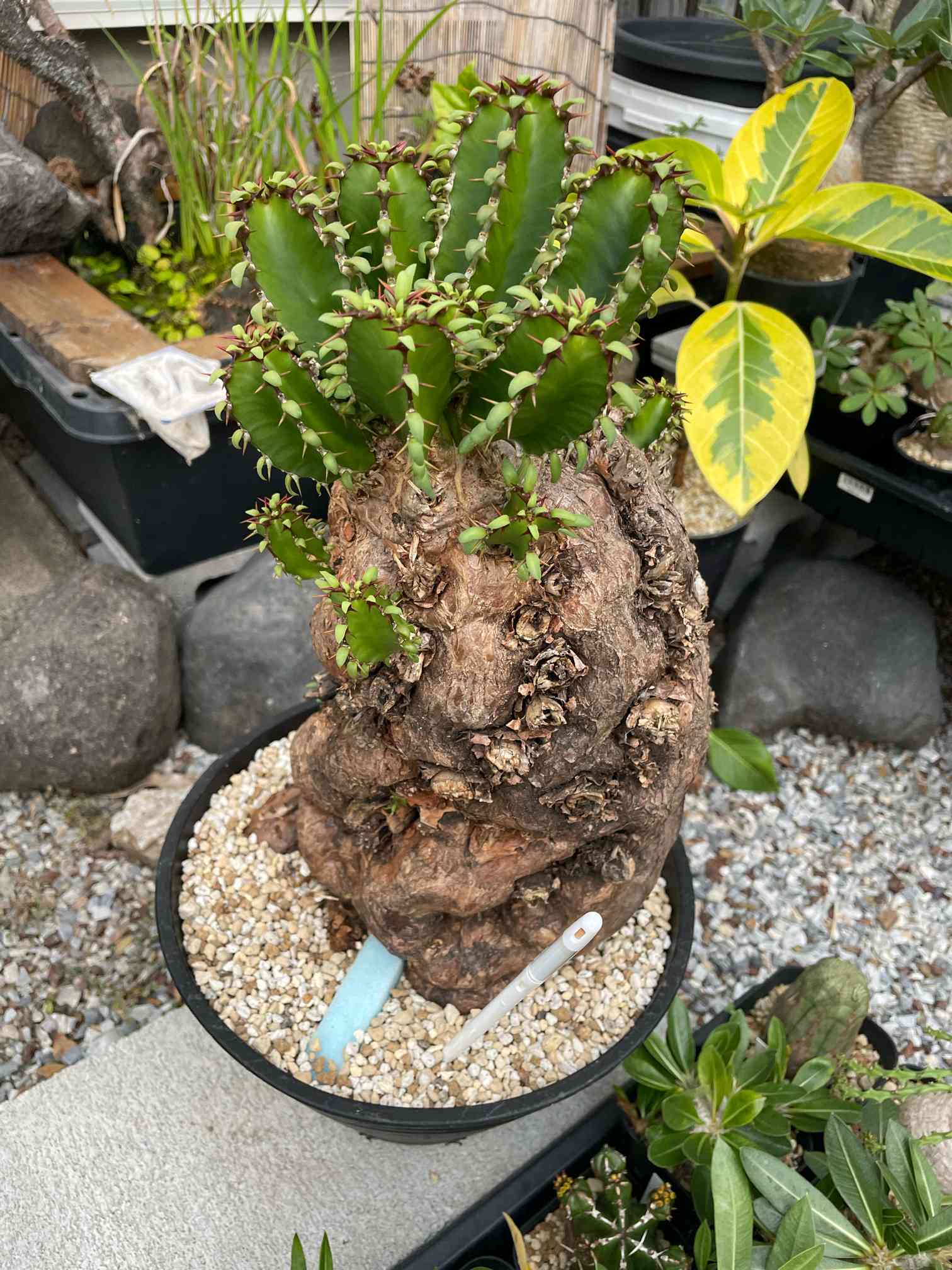 ムランジーナ　塊根植物 hakoneko_plants さんから購入したムランジーナ。 発根管理開始から26