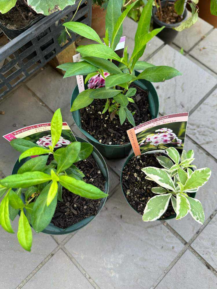 新作2024実生苗セットe⚠️4センチポット 【公式通販】