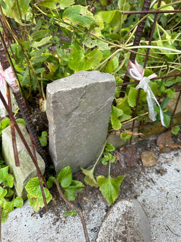 秋のお手入れ始めました（2023年10月の作業）🍂｜🍀GreenSnap