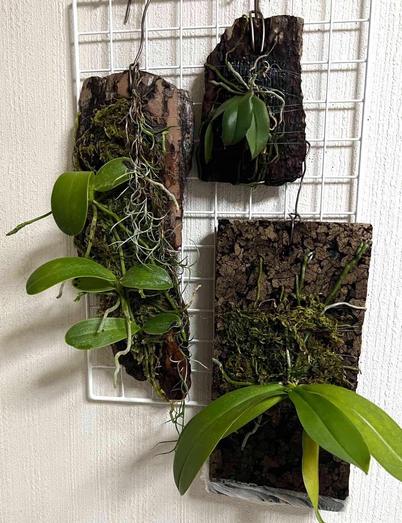 ファレノプシス ヒエログリフィカの一覧｜🍀GreenSnap（グリーンスナップ）