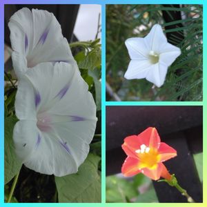 グリーンカーテン,夏のお花,猫のいる生活,小花大好き,小さな庭の画像