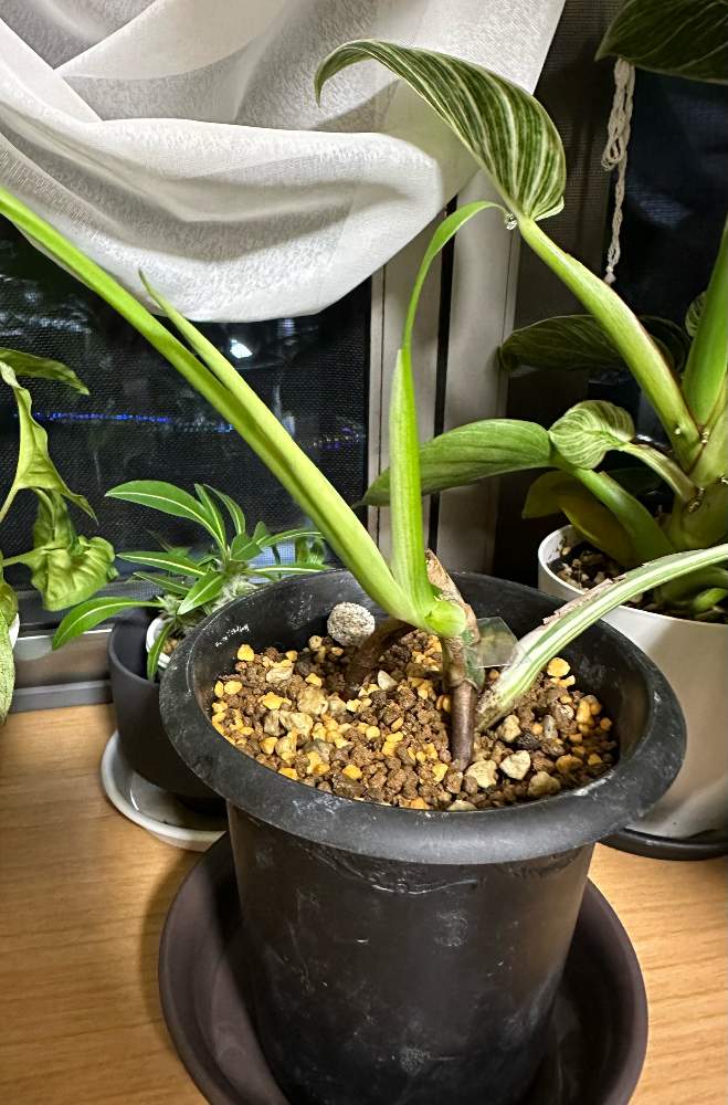 197.斑入りモンステラ ボルギシアナ ホワイトタイガー - 植物/観葉植物
