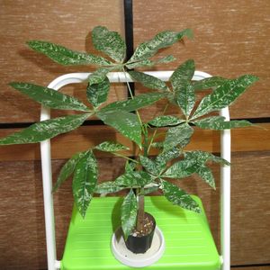 パキラ,観葉植物,実生,インテリアグリーン,珍奇植物の画像