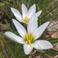 ゼフィランサス,ゼフィランサス,球根植物,可愛い花,白・しろ・ホワイトの画像