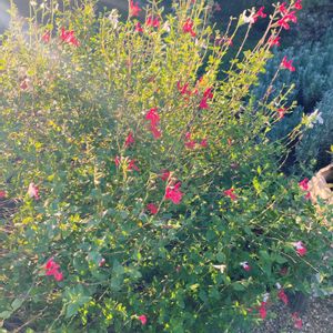 花のある暮らし,ハーブを楽しむ,ハーブのある暮らし,ハーブ好き,チェリーセージ・ホットリップスの画像