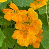 ナスタチウム,ナスタチウム,キンレンカ,今日のお花,散歩道の花たちの画像