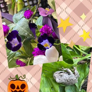 センニチコウ,トレニア,ムラサキゴテン,ピンクの花,秋の気配の画像
