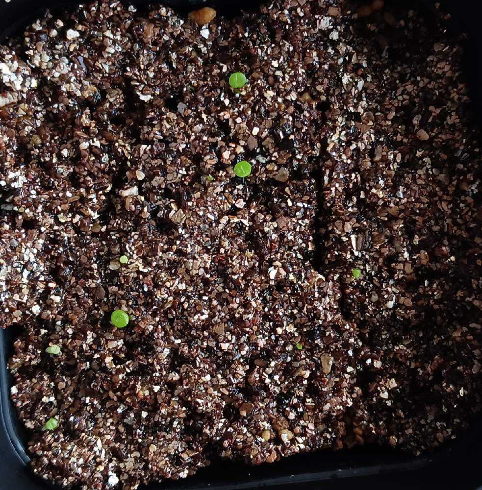 中国　実生 今年のサボテン実生 | ☆ガマンマの ニク・サボ栽培☆ - 楽天ブログ