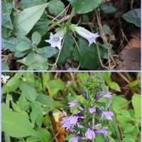 サワギキョウ,ツルリンドウ,湿地植物,紫色の花,薄紫色の花の画像