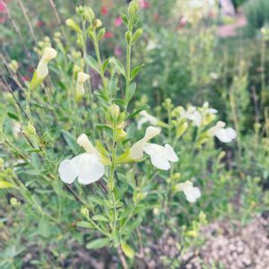 花のある暮らし,ハーブを楽しむ,ハーブのある暮らし,ハーブ好き,今日のいちまいの画像