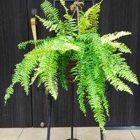 ネフロレピス,ネフロレピス・ハッピーマーブル,観葉植物,シダ植物,イーゼルの画像