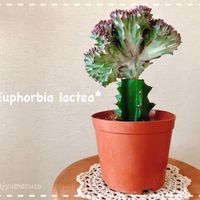 ユーフォルビア マハラジャ,ユーフォルビア・ラクテア,多肉植物,ユーフォルビア,大好きの画像