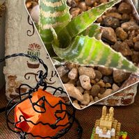 オルソフィツム グルケニー,ハロウィン,ハロウィン月間,勝手に7日は爪エッジ棘の日,手作り/Hの画像