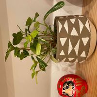 ペペロミアの画像