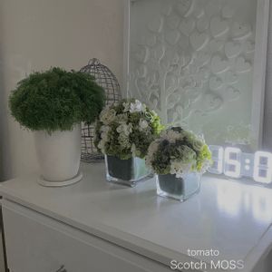 シダ植物,成長日記,時計,週末ガーデナー,電飾の画像