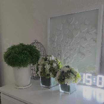 オシロイバナの画像